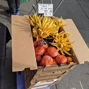 Buddha&apos;s hands and Fuyu persimmons, shelter in place