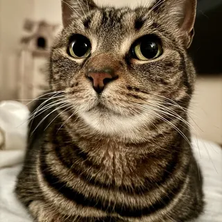 Stella P.