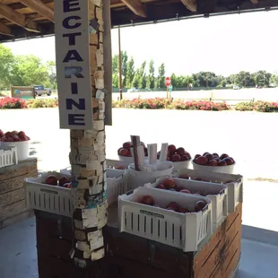 Nectarines
