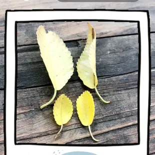 a picture of a family