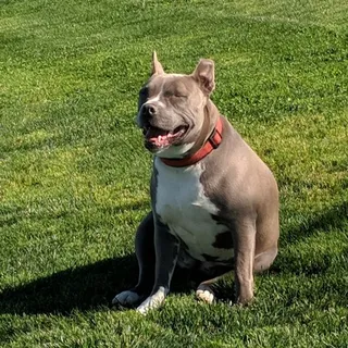 Emilio V.