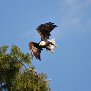 a bald eagle in flight