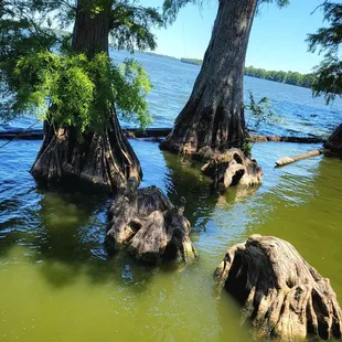 Cypress trees in the lake off the dock