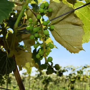 Edelweiss Grapes growing at our vineyard.