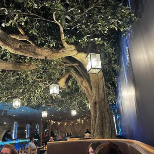 The tree inside the restaurant