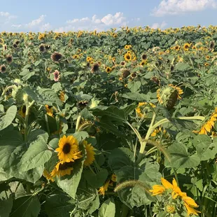 Walk through the Sunflower Field. Cut a stem for $1