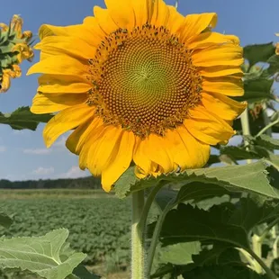 Beautiful farm with sunflower fields