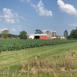 Beautiful day at Blue Clay Berry Farm