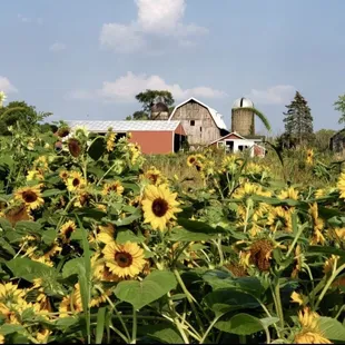 Farm house and sunflower fields