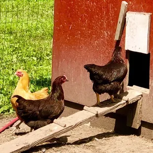chickens in a coop