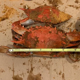 This is supposedly XL crabs
