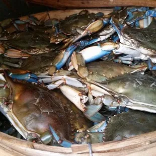 oysters and mussels, mussels, food, shellfish, oysters