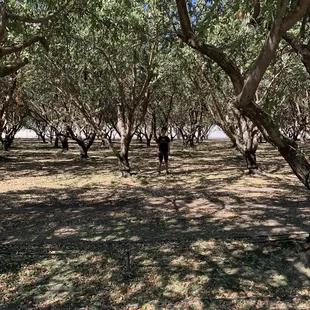 Almond trees