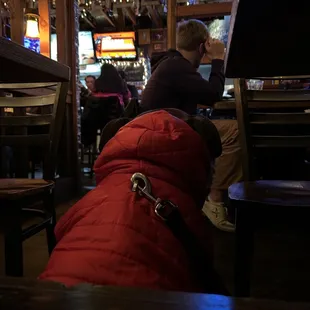 Our pup enjoying the game!