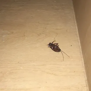 Dead cockroach