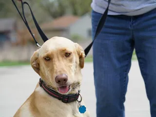 University Heights Pocket Park