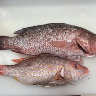 Mangrove and vermillion snapper