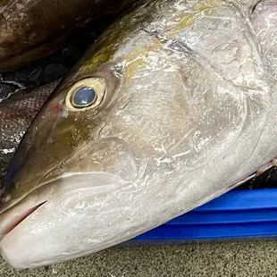 Local Gulf Amberjack