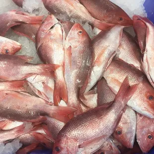 Fresh local Gulf Red Snapper