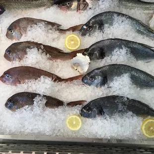 Dorade and Seabream from Mediterranean