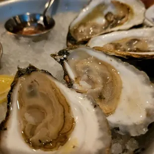 Oysters