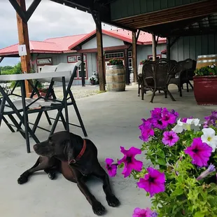 Scarlett (GSP1 ... we have 2) is our official greeter!