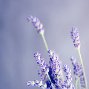 a closeup of lavender flowers