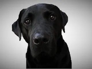 Lincoln Steam Carpet Cleaning