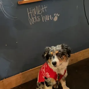 Dog friendly!