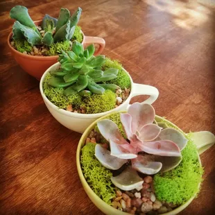 Succulents in midcentury cups.