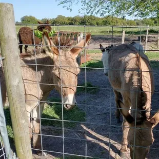 two donkeys eating grass behind a fence