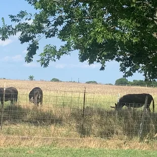 Mules at the winery.  So cute!