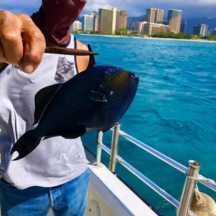 Blue hairline trapper