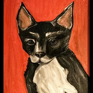 a black and white cat