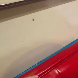 Dead ass fly plastered to the wall. RIP.