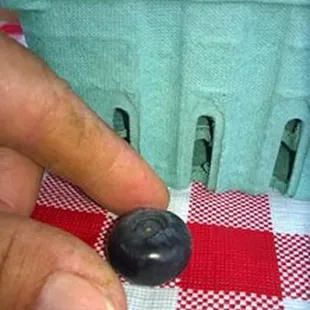 Largest blueberry variety, Patriot.  Nickle to quarter in size in early season!