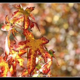 leaves are NoW colorful!!!