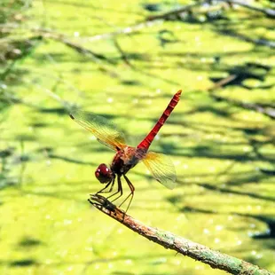 Red dragonfly taking a break by the pond