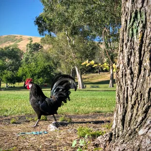 The elusive Blue Rock Springs chicken