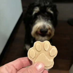 puppy pops! Ice cream for your fave furry friend