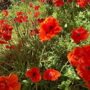 Poppies in the garden