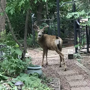 Met a friend on my evening walk around the property