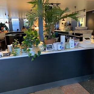 a counter with a plant on it