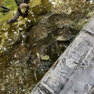 Turtle touch station