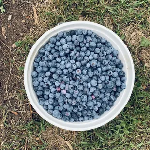 So beautiful and fresh! $30 for u pick gallon. Took almost 2.5 hours to do but it was so fun!