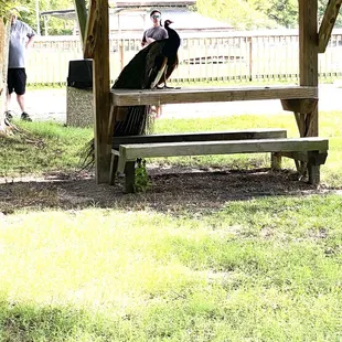 Bluebird Gap Farm