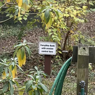 Native plants and trees