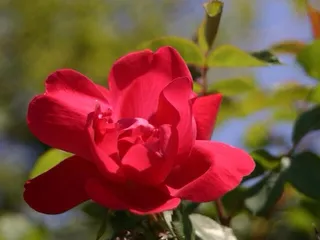 Virginia Zoological Society