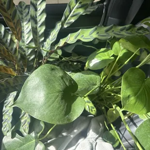 Monstera and Rattlesnake Plant