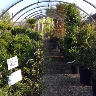 Greenhouses with nursery stock
